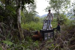 oranguatan rescued palm oil plantation