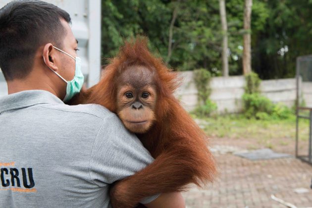 Panut Hadisiswoyo orangutan rescure