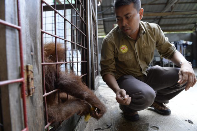 Sumatra Panut Hadisiswoyo with an orangutan illegally kept by local resident