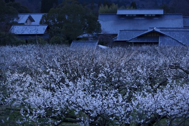 ume-blossom-night-sunai-no-sato-grounds-shiga