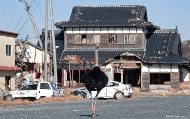 Ostrich roaming the streets after Fukushima disaster in Japan