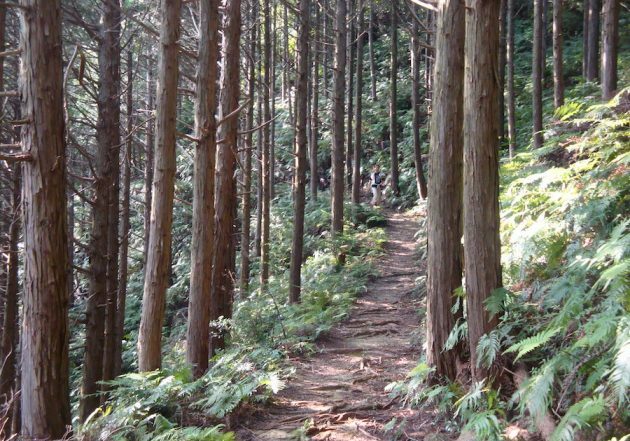 kumano-kodo-pilgrimage-path-forest